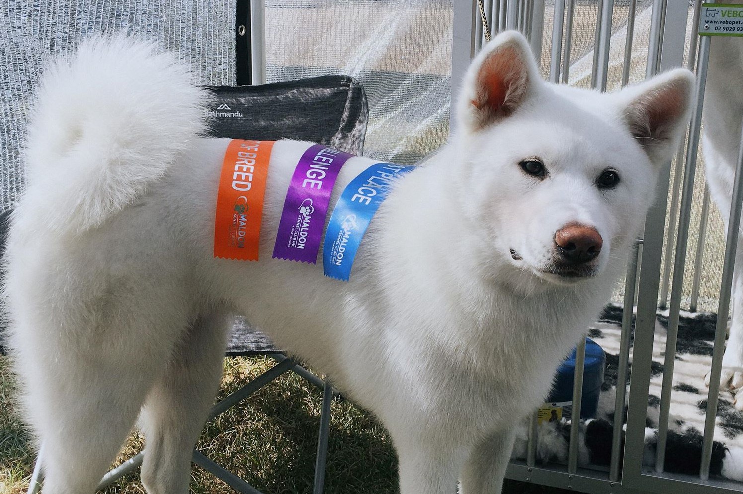 Japanese Akita Inu Queensland Australia Primal Spirit
